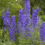 Delphinium elatum Blue Nile
