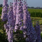 Delphinium elatum Highlander Cha Cha