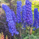 Delphinium elatum Faust
