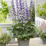 Delphinium elatum Highlander Bolero