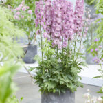 Delphinium elatum Highlander Flamenco