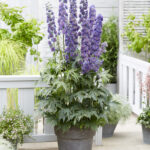 Delphinium elatum Highlander Sweet Sensation
