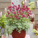 Dicentra Burning Hearts