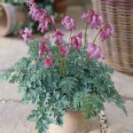 Dicentra Candy Hearts