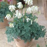Dicentra Ivory Hearts