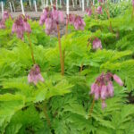 Dicentra Spring Gold