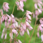 Dicentra Spring Magic