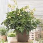 Dicentra Sulphur Hearts