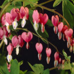 Dicentra spectabilis