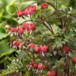 Dicentra spectabilis Valentine