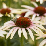 Echinacea Blushing Meadow Mama