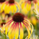 Echinacea Fiery Meadow Mama