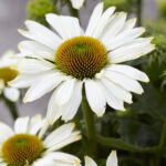 Echinacea Innocent Meadow Mama