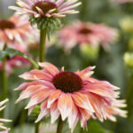Echinacea Volume Single Playful Meadow Mama