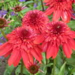Echinacea mid double Eccentric
