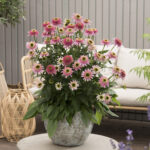 Echinacea compact double Butterfly Kisses