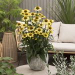 Echinacea compact single Cleopatra