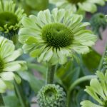 Echinacea tall single Green Jewel