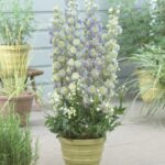 Delphinium elatum Highlander Moonlight